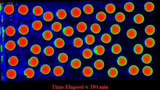 Solute Transport Diffusive Mass Transfer [upl. by Sully686]