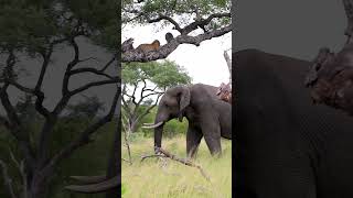 Leopard and Elephant Cross Paths in Rare Encounter [upl. by Holmen]