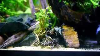 Updated Pleco planted tank Feb 2014 [upl. by Sirdna]