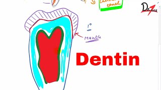 What is Dentin Types of dentin [upl. by Yendahc]