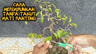 cara merimbunkan bonsai beringin benjamina small [upl. by Nnairahs723]