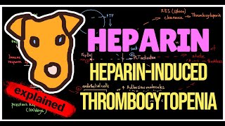 HeparinInduced thrombocytopenia HIT type I  II Pathogenesis Prevention Treatment [upl. by Lobell]