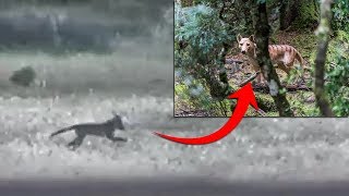 ¿Sigue Vivo el Tigre de Tasmania El Extinto Animal Grabado en Vídeo [upl. by Eiliak]