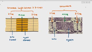 1516 Myofibril Structure Cambridge AS A Level Biology 9700 [upl. by Kondon]