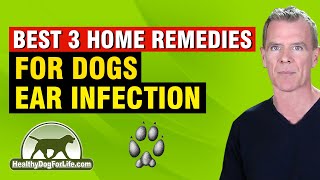 Dog Ear Infection Home Remedy 3 NATURAL Ways That WORK [upl. by Antonius]