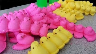 The 100 Peeps Challenge  Destroyed [upl. by Yremrej267]