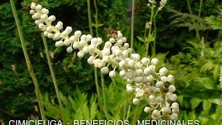 La Cimicifuga Racemosa  Propiedades y Beneficios  Planta Medicinal [upl. by Dat582]