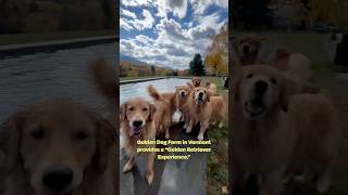 At goldendogfarm in vermont visitors can hang out with many goldenretriever goldens dogs [upl. by Nilhtac]