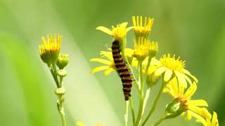 Rups van de SintJacobsvlinder  Tyria jacobaeae met Blinde bij  Eristalis tenax 14 juli 2024 [upl. by Ivatts773]