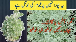 Mushk e Waheed Plant  Artemisia Plant Care  Interesting Facts [upl. by Marlie]