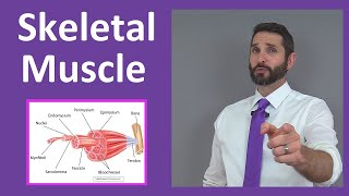 Skeletal Muscle Tissue Contraction Sarcomere Myofibril Anatomy Myology [upl. by Namsu]