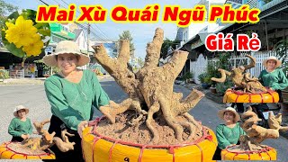 11112024Giao Lưu 9 cây mai vàng Xù Quái độc lạ chuẩn đẹp giá rẻ sinh viên [upl. by Aicissej806]