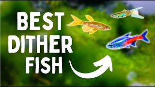 Best DITHER Fish For Your Aquarium  TOP 7 [upl. by Repip]