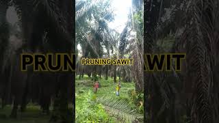 PRUNING SAWIT TINGGI shortvideo bibitsawitunggul sawitindonesia [upl. by Zea]