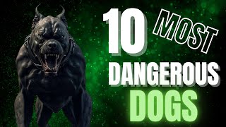 Top 10 Most Dangerous Dogs in the World [upl. by Krid485]