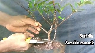 Bingung punya bahan bonsai seperti ini Potong saja buat bonsai kimeng mame [upl. by Enoch102]