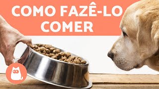 MEU CACHORRO NÃO QUER COMER RAÇÃO 5 TRUQUES infalíveis 🐶✅ [upl. by Gaven]