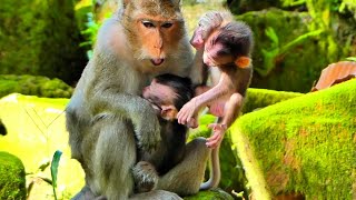 Monkey mama try bring her baby monkey back again amp gain while baby monkey cry low sound [upl. by Leshia790]