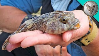 Bizarre TOADFISH [upl. by Quillan]