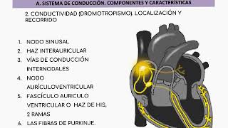 ESTUDIO PREVIO FISIOLOGÍA DEL CORAZÓN parte 1 [upl. by Leizar]