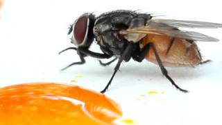 house fly eating [upl. by Lipcombe]