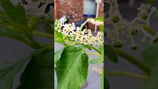 Pokeberry  American pokeweed berryshortsjapan [upl. by Lareena721]