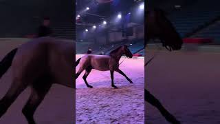 In welcher Stadt kommt ihr zur Tour🥰cavalluna longieren pferdeshow horseshow pferde horses [upl. by Emerej]