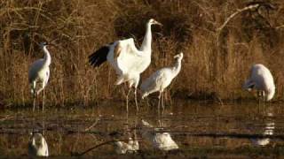 Whooping Cranes South Georgia [upl. by Stutman]