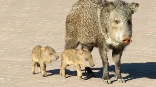 10 javelina visit my house including 4 babies Plus a javelina running for its life 12052023 [upl. by Aitak188]