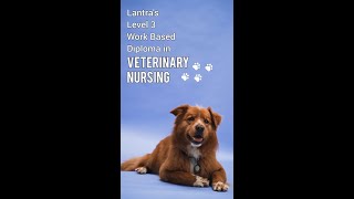 Level 3 Work Based Diploma in Veterinary Nursing [upl. by Jeffie]