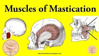 Muscles of Mastication made easy [upl. by Gnuh]