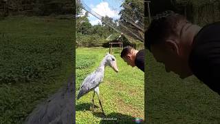 The Bowing Bird Meet the Shoebill Stork [upl. by Emili]