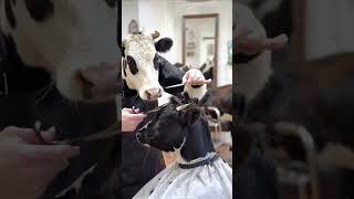 Cow haircut Funny Video ytshorts shorts usa trending usanimals [upl. by Elma779]