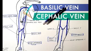 Superficial Veins of Upper Limb  Basilic amp Cephalic veins  Anatomy Tutorial [upl. by Ahseniuq]