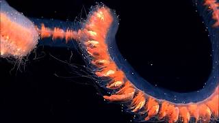 Siphonophore des eaux profondes [upl. by Carder519]