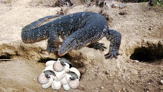 How Monitor Lizard Breeding And Laying Eggs [upl. by Jelsma]