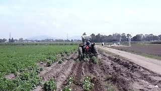 Paso de cultivadora en frijol para el control de malezas [upl. by Nilak92]