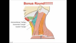 Neck Muscles  Anatomy Study Aid and Quiz [upl. by Eellah823]