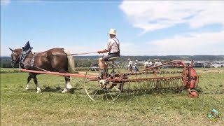 Historische Landwirtschaft mit Pferden  Wie es früher mal war [upl. by Atirak]