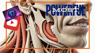 Masseter Muscle  The Most POWERFUL Jaw Muscle You NEED to Know masseter anatomy denture [upl. by Tilney]