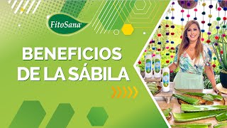 Beneficios de la Sábila  Fitosana [upl. by Reginnej54]