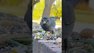 Catbird connectwithnature floridawildlife catbird [upl. by Bala]