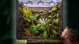 Creating a MASSIVE Poison Frog Vivarium [upl. by Rahm58]