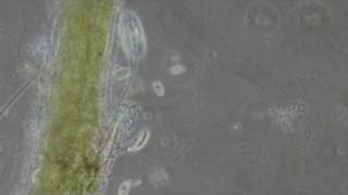 Microscopic life in a drop of water a short film [upl. by Thrasher]