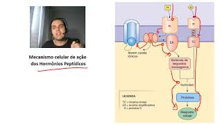 Histologia das Glândulas Endócrinas [upl. by Olivette]