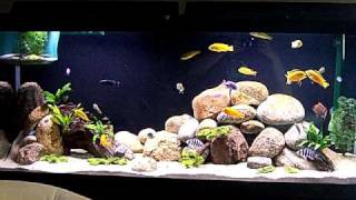 55 gallon African Cichlid Mbuna [upl. by Aidualc]