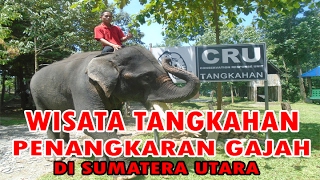 WISATA TANGKAHAN  PENANGKARAN GAJAH DI LANGKAT SUMATERA UTARA [upl. by Lasyrc]