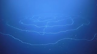 Stunning 47mlong siphonophore discovered off Australian coast [upl. by Pinette562]