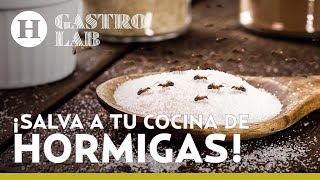 ¡Acaba con las hormigas en tu cocina Remedios caseros y económicos para ahuyentarlas [upl. by Goulette]