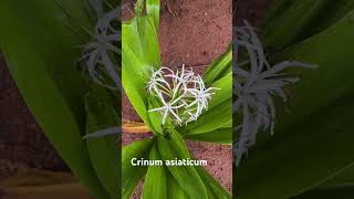 Crinum asiaticum plants landscapephotograpy [upl. by Lange337]